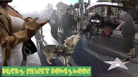 Cute Siberian Husky HOWLING At Performers STEALS THE SHOW (City Mushing Through HollyWood)