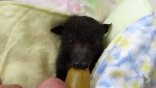 Baby bat rescued after his mother died