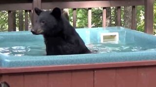 Bjørn invaderer boblebad for å ta en avslappende dukkert