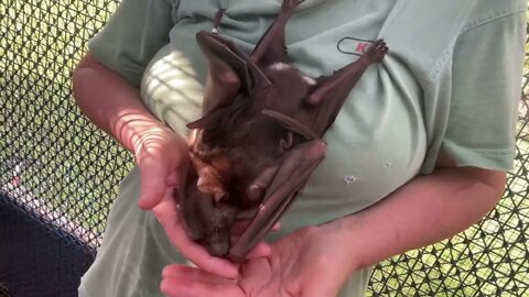 Watch A Strong Bond, Love And Trust Between A Wild Flying Fox and Its Carer - Meet Jackie With Mandi