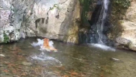 Dog plays fetch in lake!! Under waterfall!