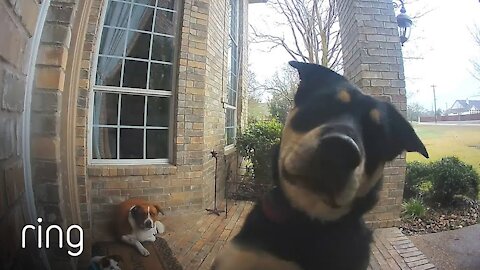 Family dogs to get the owner's attention Funny Video