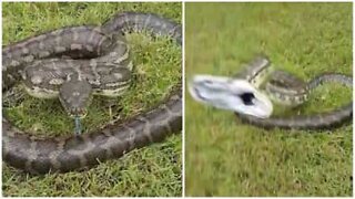 Une terrifiante attaque de python