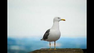 Lazy seagull catches a ride instead of flying