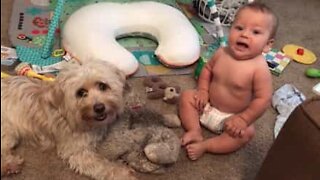 Bedårande vänskap mellan hund och bebis