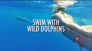 Swimming With Wild Dolphins (2015)