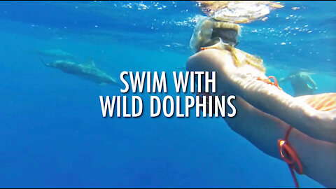 Swimming With Wild Dolphins (2015)