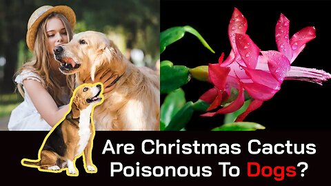 Are Christmas Cactus Poisonous To Dogs?