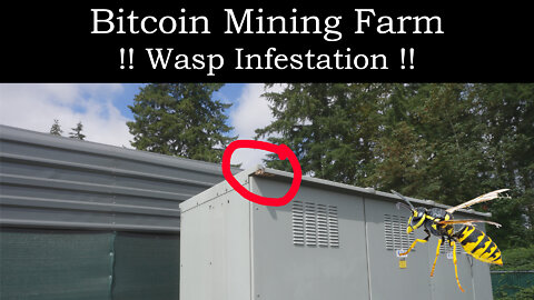Bitcoin Mining Farm - Wasp Infestation !!