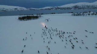 Wild reindeer chase snow mobile