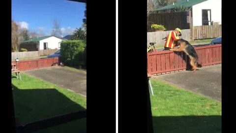 The owner films hidden from the window what the postman does with his dog every day