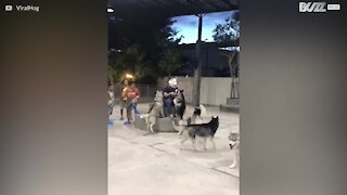Un gruppo di husky saluta il loro proprietario