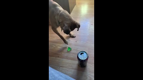 Chihuahua makes it clear he doesn't like jello
