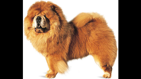 Best Chow-Chow