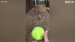 Ce chien ne semble pas aimer jouer à la balle
