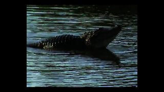 Alligator Bellowing at Venus Ranch. Venus, Florida.