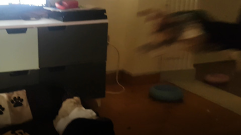 Crazy dog flying to get on her bed