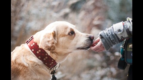 🐕 TOP 10 Strongest Dog Names - for Male And Female Dogs!