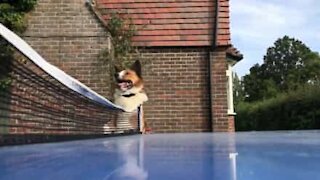 Cachorro quer ser árbitro de ténis de mesa