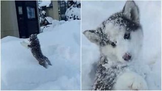 Este cãozinho delira com neve!