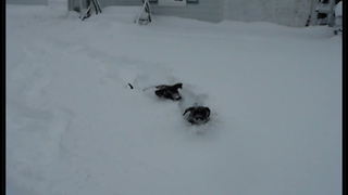 "Cute Dogs Having Fun in the Snow"