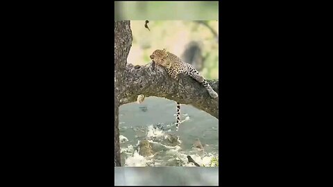 crocodile around the cheetah