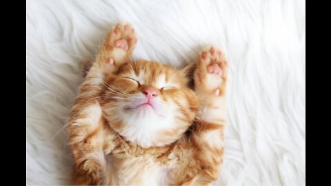 Adorable cute cat sleeping comfortably #FunnyPets #shorts