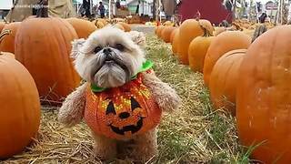 Munchkin the Teddy Bear visits a pumpkin patch