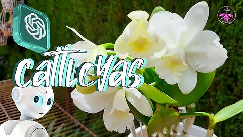 How to CARE for Cattleya Orchids | ChatGPT4 #ninjaorchids