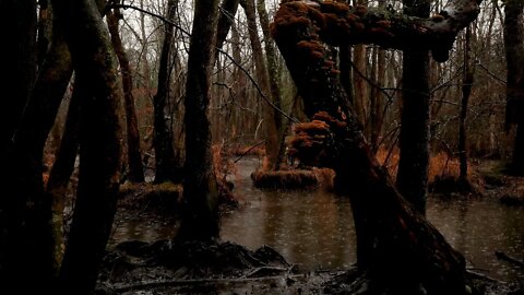 Fast rain hitting the muddy water of a swampy forest.