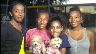 Boynton Beach family heals after tragedy by rescuing puppies