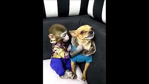 Amizade de cachorro com macaco