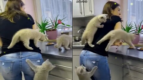 wow Kittens Climb Their Mom as They Couldn’t Wait for Food