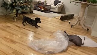 Energetic Dachshund Really Wants To Play Tag With Sphynx Cat