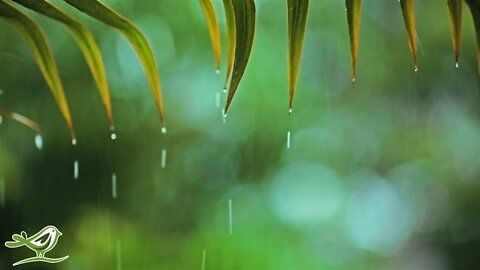 Relaxing Piano Music & Rain Sounds 24/7