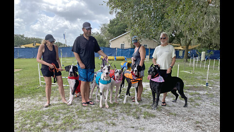 Happy Great Danes Pose For First Birthday Party Family Photo