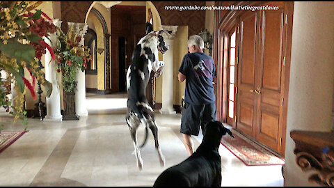 Bouncing Great Danes Get So Excited To Put Their Jewelry On For A Car Ride