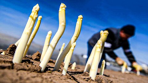 How Farmers Produce Millions of Asparagus and Harvesting - Asparagus Farming Technology