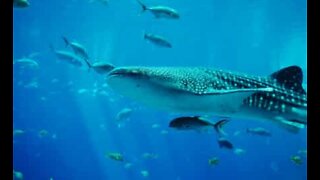Whale shark, the completely harmless giant of the sea