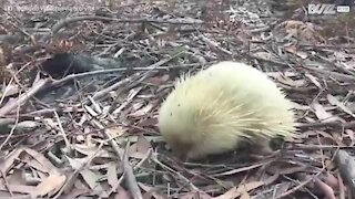 Equidna-de-focinho-curto albino filmado num parque natural