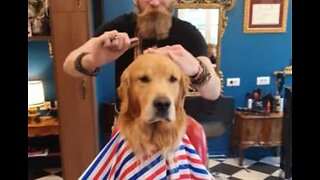 Dog gets fur sheared in Milan barbershop