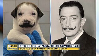 Rescued dog has mustache like Salvador Dali