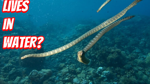 How Deadly is the Beaked sea snake