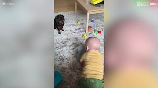 Une amitié touchante entre un chien et un bébé