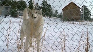 Front Range voters cancels out wishes of West Slope with gray wolf vote
