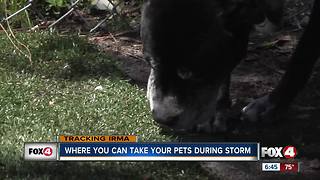 Where you can take your pets in a storm