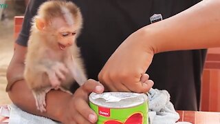 Baby Monkey Lyly Won't Stop Crying