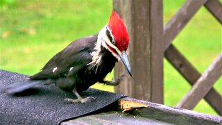 Gigantic woodpecker easily splinters cedar deck as family watch from window