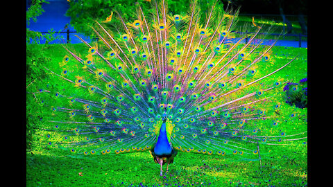 peacock Lovers , sing in Sindhi language , bhajens