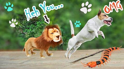 fake Lion and Fake Tiger Prank To dog & Huge Box Prank to dog